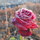 로타리 꽃농원 이미지