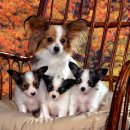 내 강아지 이미지