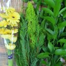 화훼장식기능사 | [국비지원 화훼장식기능사 후기] 봉천·관악에서 준비한 실기 연습 및 합격률 리뷰