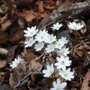 홍천1교 이미지