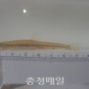 서남민물고기 이미지