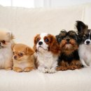 하늘강아지 반려동물 장례식장 이미지