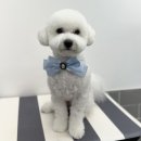 코코네 강아지 미용실 | 홍성 내포 애견미용실 추천, 사개절 펫살롱