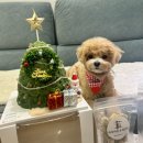 곡식이네 수제간식 | 천안 강아지 케이크 추천:)두정동 곡식이네 수제간식 푸딩이 크리스마스케이크 예약했어요^^ 기호성 최고!!