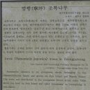 영평조록나무 이미지