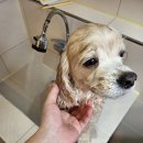 핑코하우스 이미지