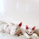 뭉치와세모