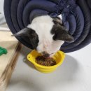 해피도그(happydog) | 우리 반려견은 해피독만 먹여요! 동물복지국가 독일 브랜드 1위 강아지사료 😍