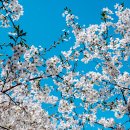 논현로28길(벚꽃길) 이미지