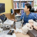 (주)퍼니펫 | 강아지 건강검진, 복명음 초음파 비용 w. 퍼니펫 동물병원