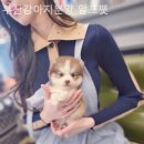 부산강아지분양 알프펫 네이버블로그