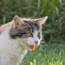 나루 동물병원 이미지