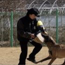 미용하는 훈련사 이미지