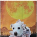 펫러버 그루밍 이미지