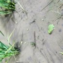 수원-1977 이미지