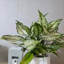 (주)허브앤클러스터 | 집들이 선물로도 좋은 화장실 방향제 블랙베리앤베이 도손 후기