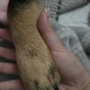 동울산동물병원 | 강아지유기견입양 8) 블랙탄 진돗개 10KG 수컷 울산동물병원 중성화 수술 &amp; 후기 🥜