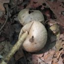 황토버섯 이미지