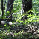 대관령자연휴양림 이미지