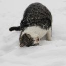 발라당냥 이미지