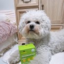 비마이프렌드 강아지 고양이 유산균 영양제 후기