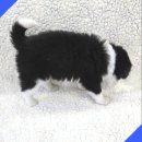 버디독 강아지분양 안심분양센터 시흥점 이미지