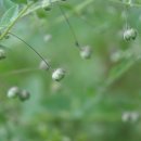 해란초아재비 Kickxia elatine (L.) Dumort.(질경이과 해란초아재비속) 이미지