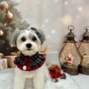 포프리티 이미지