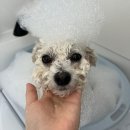 애견부티크 | [부산 해운대] 멍멍부띠끄 | 해운대애견미용 비숑 강아지 목욕 버블스파 후기