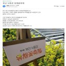부산낙동강유채꽃축제 시민일보