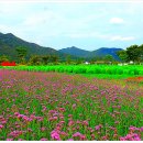 황산공원(황산D)) Daum카페