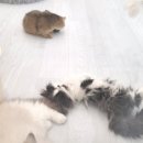 캣플헤븐 이미지