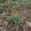 선학초등학교 이미지