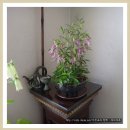 홍사초롱 이미지