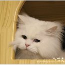 복실이와나비