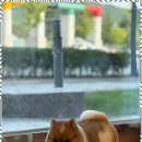 아리스타펫 이미지