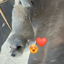 [공지] 청평역 픽업 가능 &lt;가평해목글램핑&gt; 솔직 후기(서울근교글램핑,뚜벅이여행)