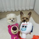 펫 파라다이스(pet paradise) | 강아지 장난감 일본 오사카 신사이바시 애견용품 샵 펫파라다이스 선물 후기