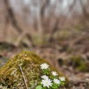 사창리터미널 | 광덕산 야생화 탐사후 점심식사 화천 사창리 시외버스터미널백반맛집 나들목