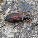 등빨간먼지벌레 이미지