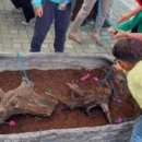 인천나비공원 이미지