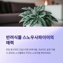 반려식물 스노우사파이어 키우기 가이드: 초보자도 쉽게 키우는 방법