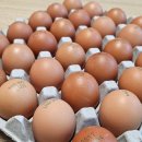 쥴리앤벨라 이미지