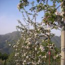 사과꽃향기 이미지