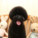 바비애견미용 이미지