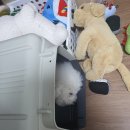 부자캔넬 네이버블로그