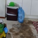 33평 리모델링 인테리어 마루 고민 끝! 서울에서 30분! 용인 프리미엄 지너스 쇼룸 방문 후기
