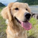 맡겨주개 이미지