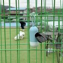 실왕길 | 안성 애견카페 &#34;멍필드&#34; 실내와 야외 잔디운동장이 있는곳