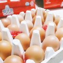 웰빙간식 | 구운달걀 프리미엄 웰빙 간식 화산석구운란 먹어본 솔직 후기